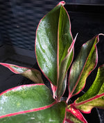 Load image into Gallery viewer, Aglaonema Red Lipstick Plant