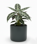 Load image into Gallery viewer, Alocasia Polly (African Mask Plant)