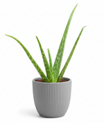Load image into Gallery viewer, Aloe Vera Plant