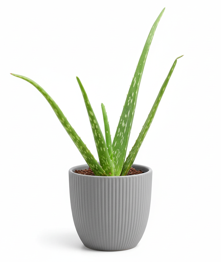 Aloe Vera Plant