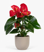Load image into Gallery viewer, Anthurium Red