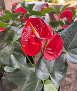 Load image into Gallery viewer, Anthurium Red