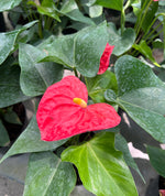 Load image into Gallery viewer, Anthurium Red