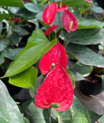 Load image into Gallery viewer, Anthurium Red