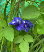 Load image into Gallery viewer, Butterfly Pea (Aparajita)