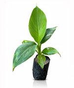 Load image into Gallery viewer, Banana G9 Plant in Grow Bag