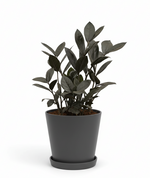Load image into Gallery viewer, Black ZZ Plant