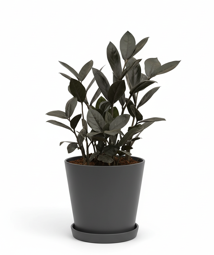 Black ZZ Plant