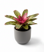 Load image into Gallery viewer, Bromeliad Neoregelia Hybrid