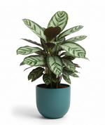 Load image into Gallery viewer, Calathea Sanderiana
