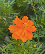Load image into Gallery viewer, Orange Cosmos Flower Plant (Cosmos Sulphureus)