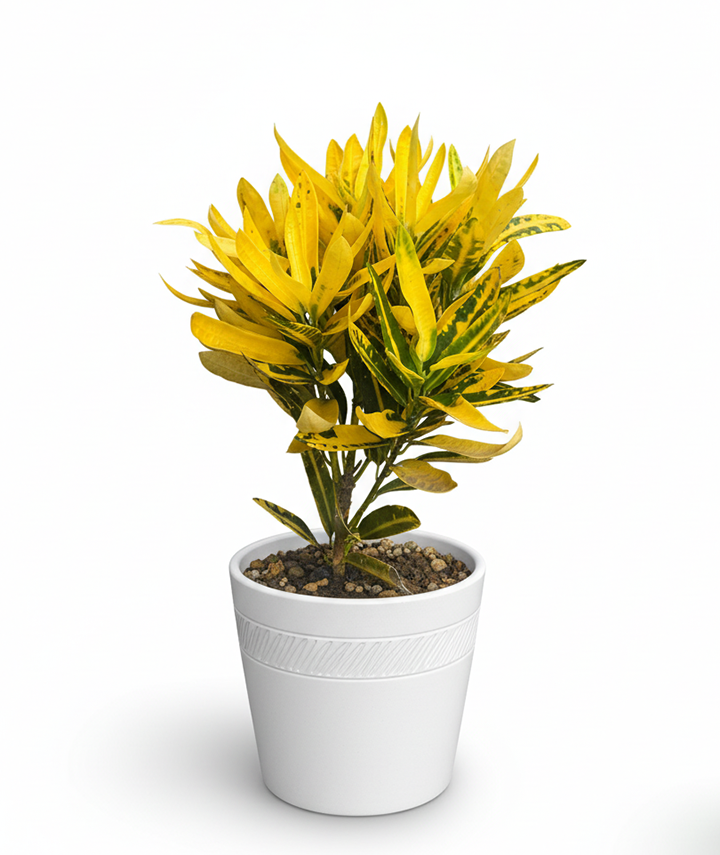 Croton Gold Dust Plant