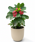 Load image into Gallery viewer, Euphorbia Milli (Crown of Thorns Plant)