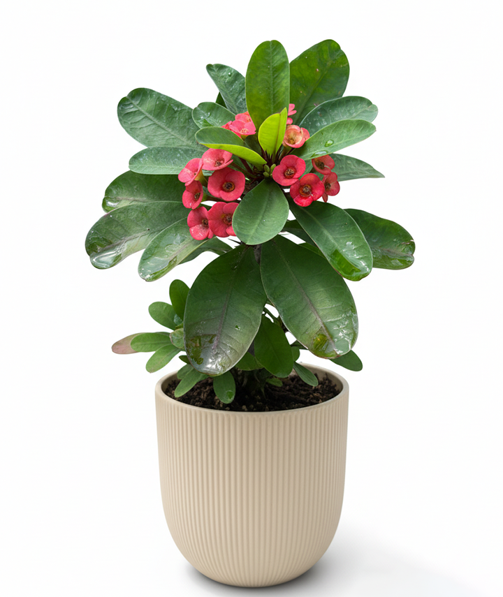 Euphorbia Milli (Crown of Thorns Plant)