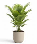 Load image into Gallery viewer, Fan Palm