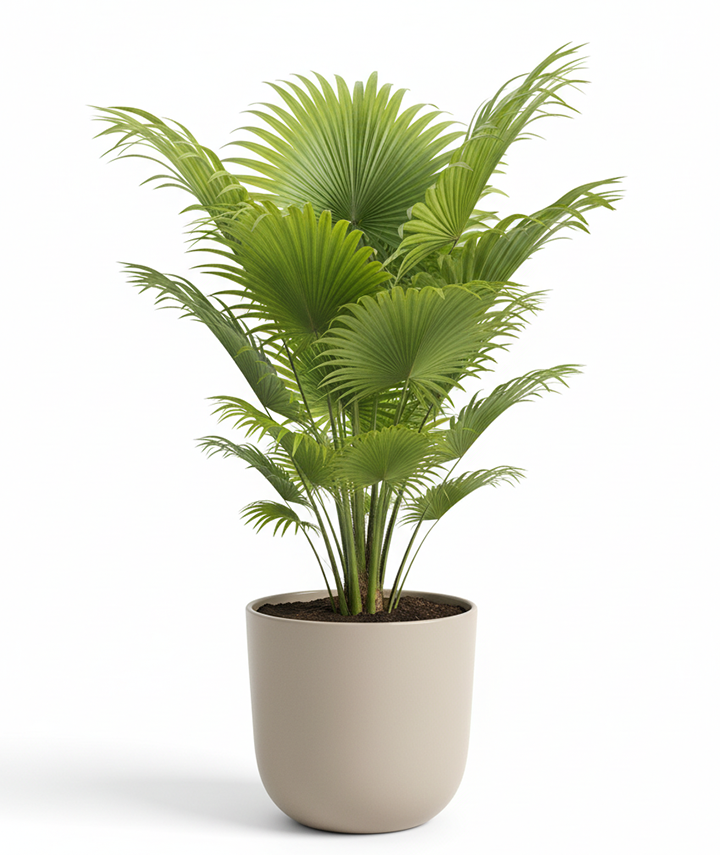 Fan Palm