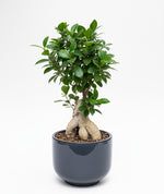 Load image into Gallery viewer, Ficus Bonsai Plant