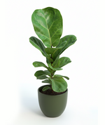 Load image into Gallery viewer, Fiddle Leaf Fig Plant