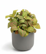 Load image into Gallery viewer, Fittonia Red