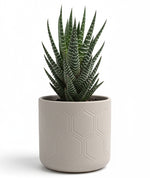 Load image into Gallery viewer, Zebra Haworthia