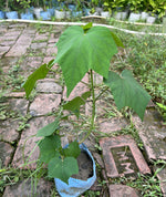 Load image into Gallery viewer, Cotton Rose (Hibiscus mutabilis)
