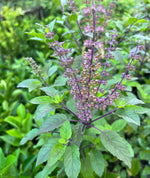 Load image into Gallery viewer, Tulsi Plant (Holy Basil)