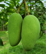 Load image into Gallery viewer, Katimon Mango Plant
