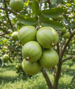 Load image into Gallery viewer, L49 Guava Plant