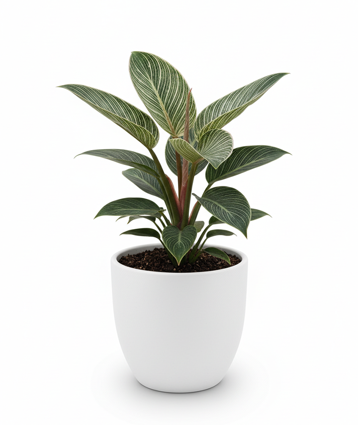 Philodendron Birkin