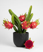 Load image into Gallery viewer, Red Dragon Fruit Plant (Pitaya)