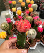 Load image into Gallery viewer, Red Moon Cactus
