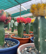 Load image into Gallery viewer, Red Moon Cactus