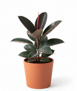 Load image into Gallery viewer, Rubber Plant