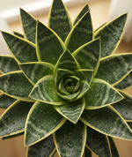 Load image into Gallery viewer, Snake Plant – Golden Hahnii