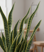 Load image into Gallery viewer, Snake Plant – Golden Hahnii