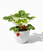 Load image into Gallery viewer, Strawberry Plant