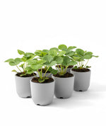 Load image into Gallery viewer, Strawberry Plant