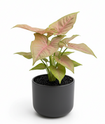 Load image into Gallery viewer, Syngonium Pink Plant