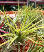 Load image into Gallery viewer, Tillandsia Brachycaulos