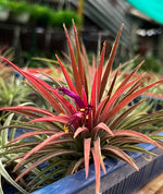 Load image into Gallery viewer, Tillandsia Ionantha