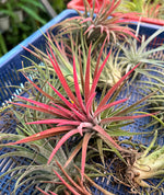 Load image into Gallery viewer, Tillandsia Ionantha