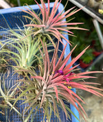 Load image into Gallery viewer, Tillandsia Ionantha