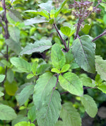 Load image into Gallery viewer, Tulsi Plant (Holy Basil)