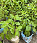Load image into Gallery viewer, Tulsi Plant (Holy Basil)