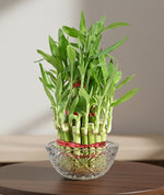 Load image into Gallery viewer, Lucky Bamboo Plant - 2 Layer
