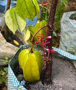 Load image into Gallery viewer, Star Fruit Plant (Averrhoa carambola)