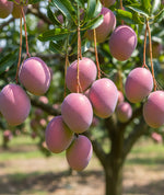 Load image into Gallery viewer, Miyazaki Mango Plant