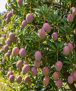 Load image into Gallery viewer, Miyazaki Mango Plant