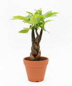 Load image into Gallery viewer, Pachira Money Tree