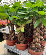 Load image into Gallery viewer, Pachira Money Tree